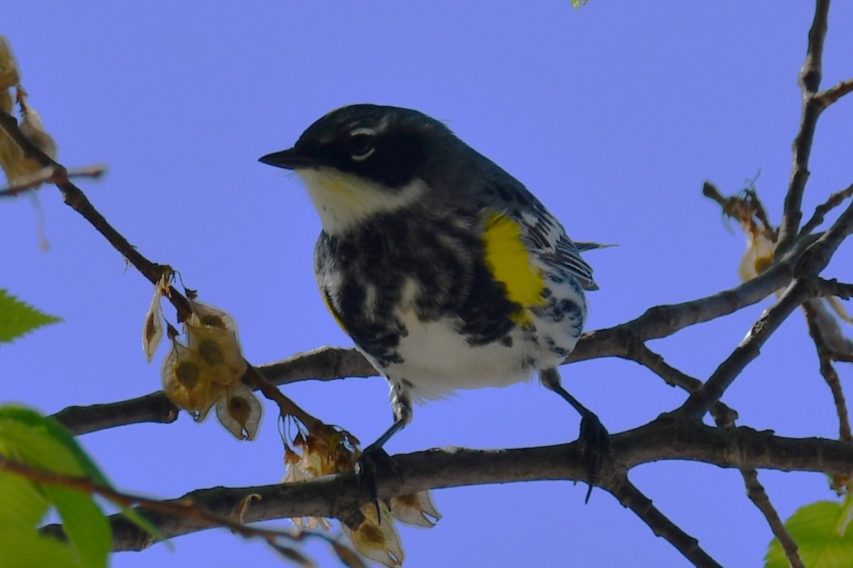 Yellow-rumped Warbler - ML557408281