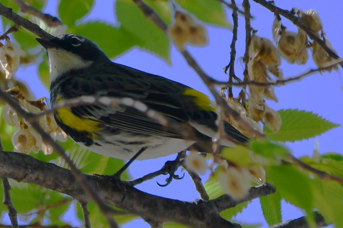 Yellow-rumped Warbler - ML557408301