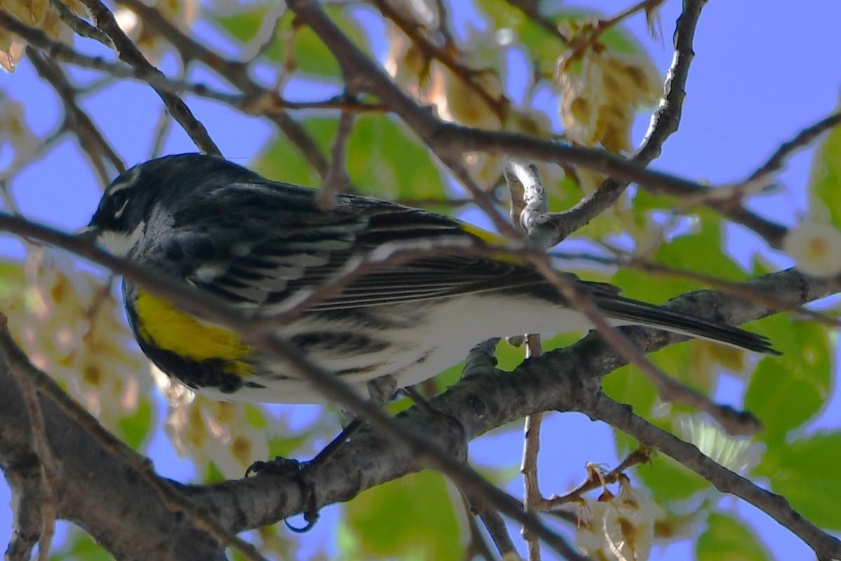 Yellow-rumped Warbler - ML557408311