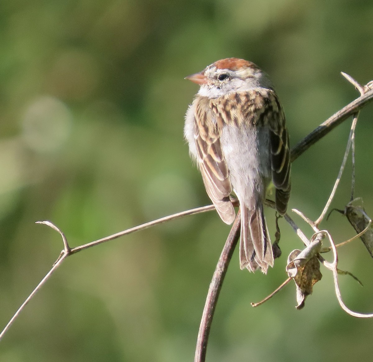 Chipping Sparrow - ML557408741