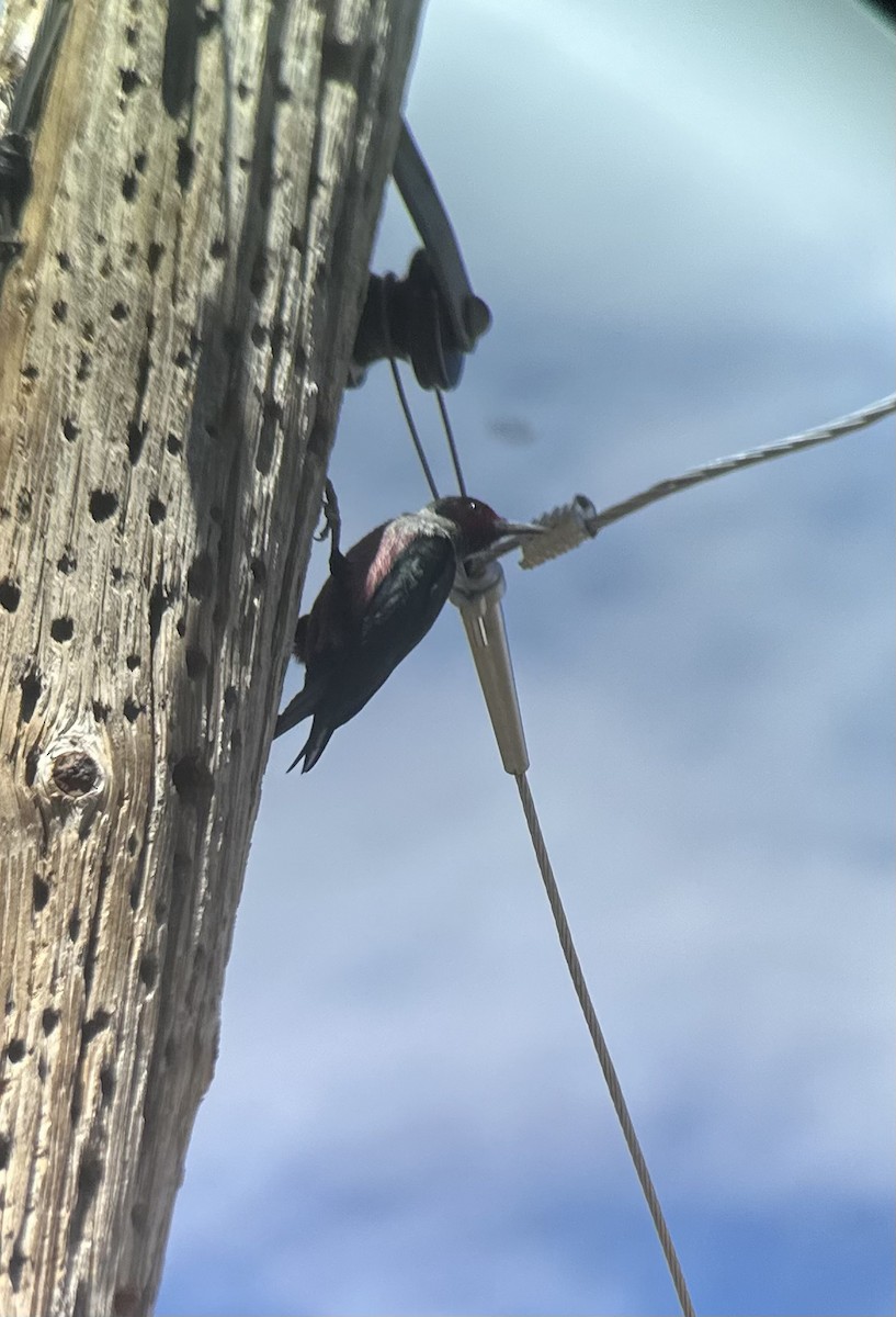 Lewis's Woodpecker - ML557408861