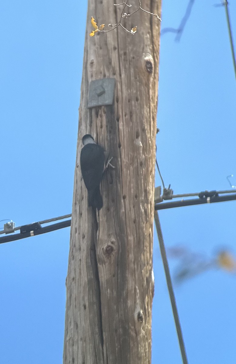 Lewis's Woodpecker - ML557408871