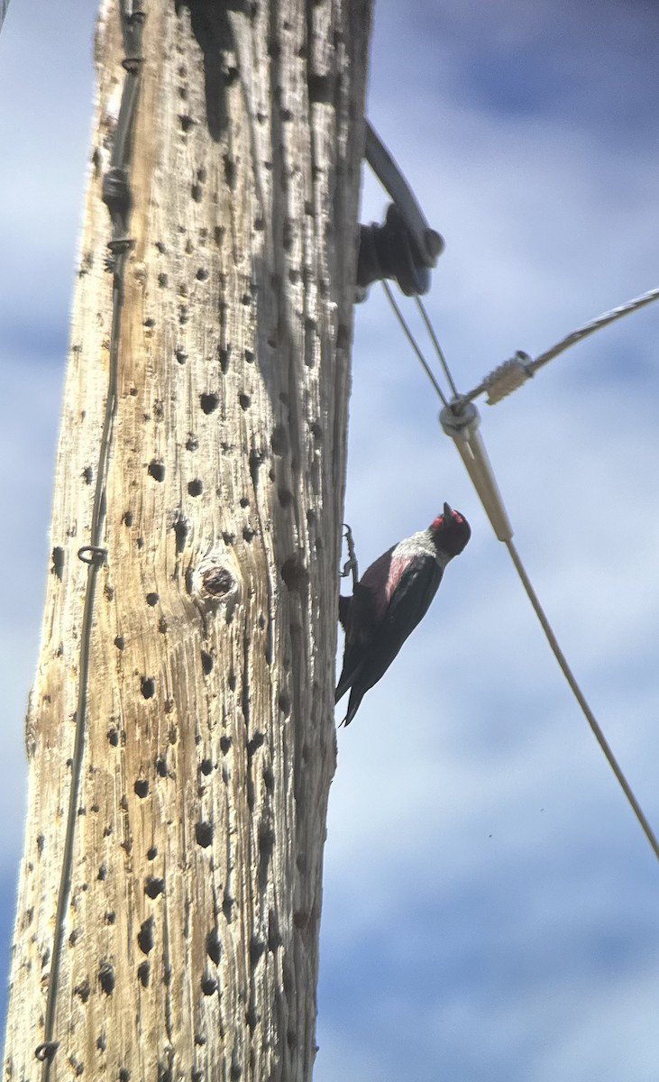 Lewis's Woodpecker - ML557408881