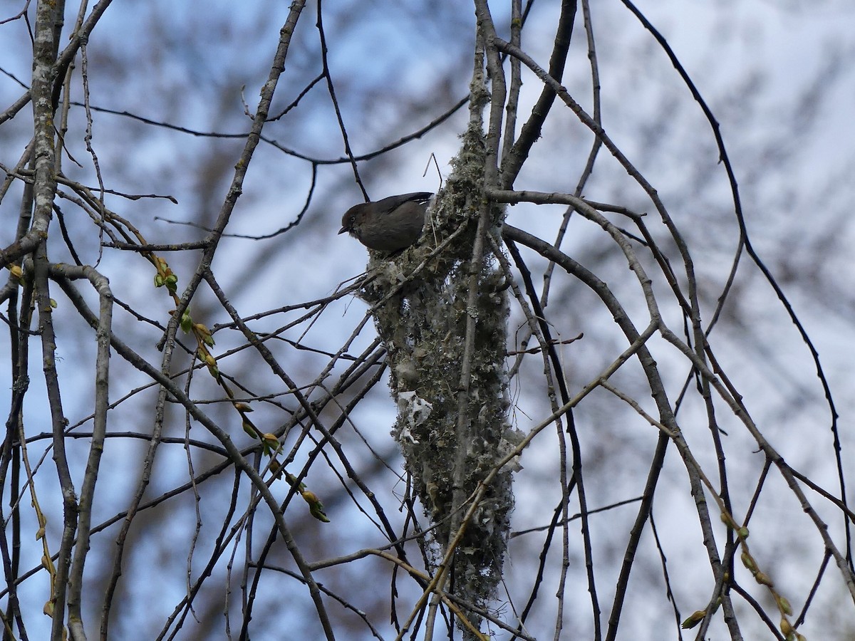 Bushtit - ML557409671