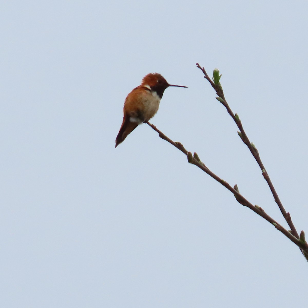 Rufous Hummingbird - ML557410581
