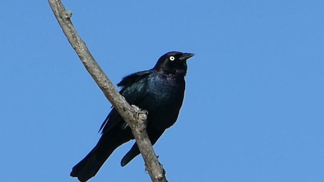 Brewer's Blackbird - ML557411611