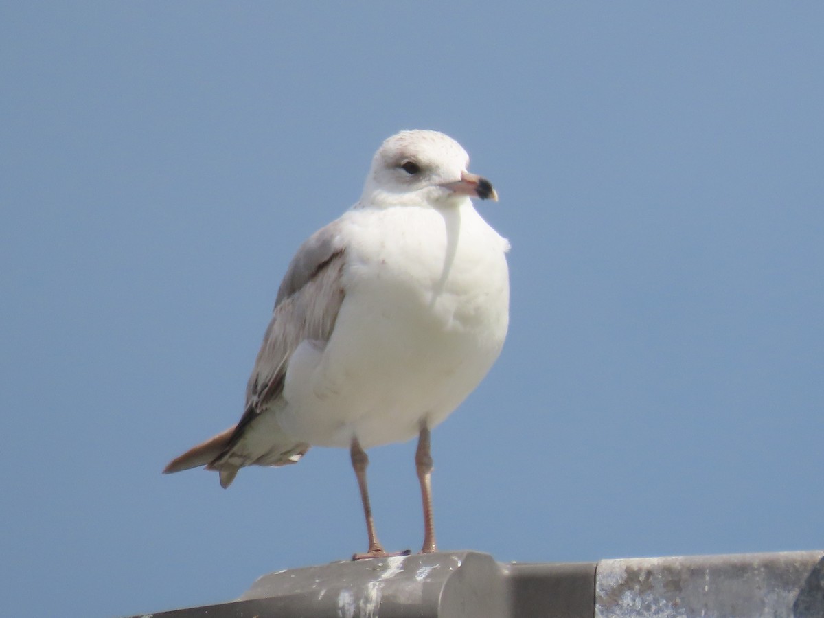 Gaviota de Delaware - ML557412951