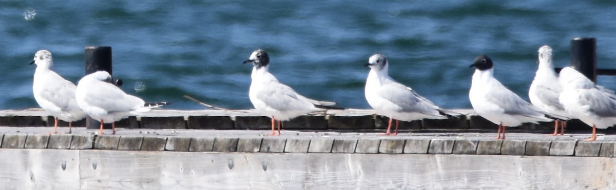 Bonaparte's Gull - ML557413021