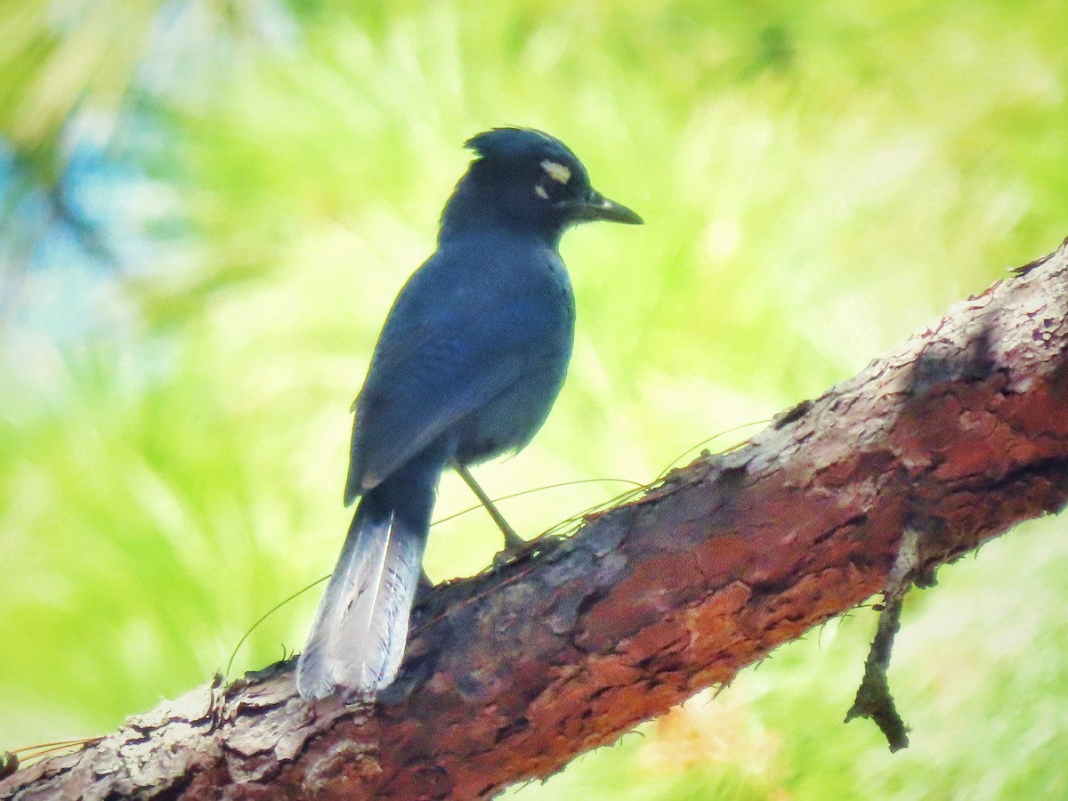 Steller's Jay (Middle American) - ML557413791