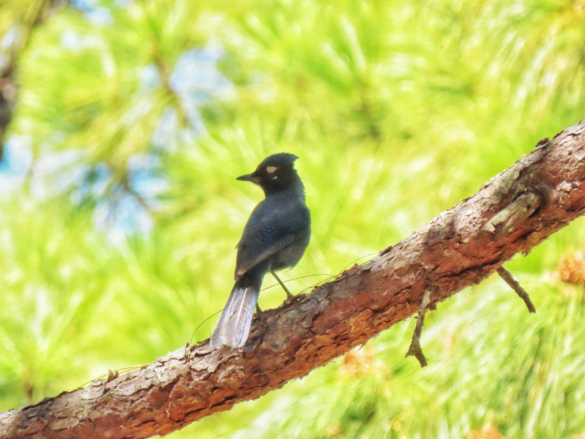 Steller's Jay (Middle American) - ML557413821