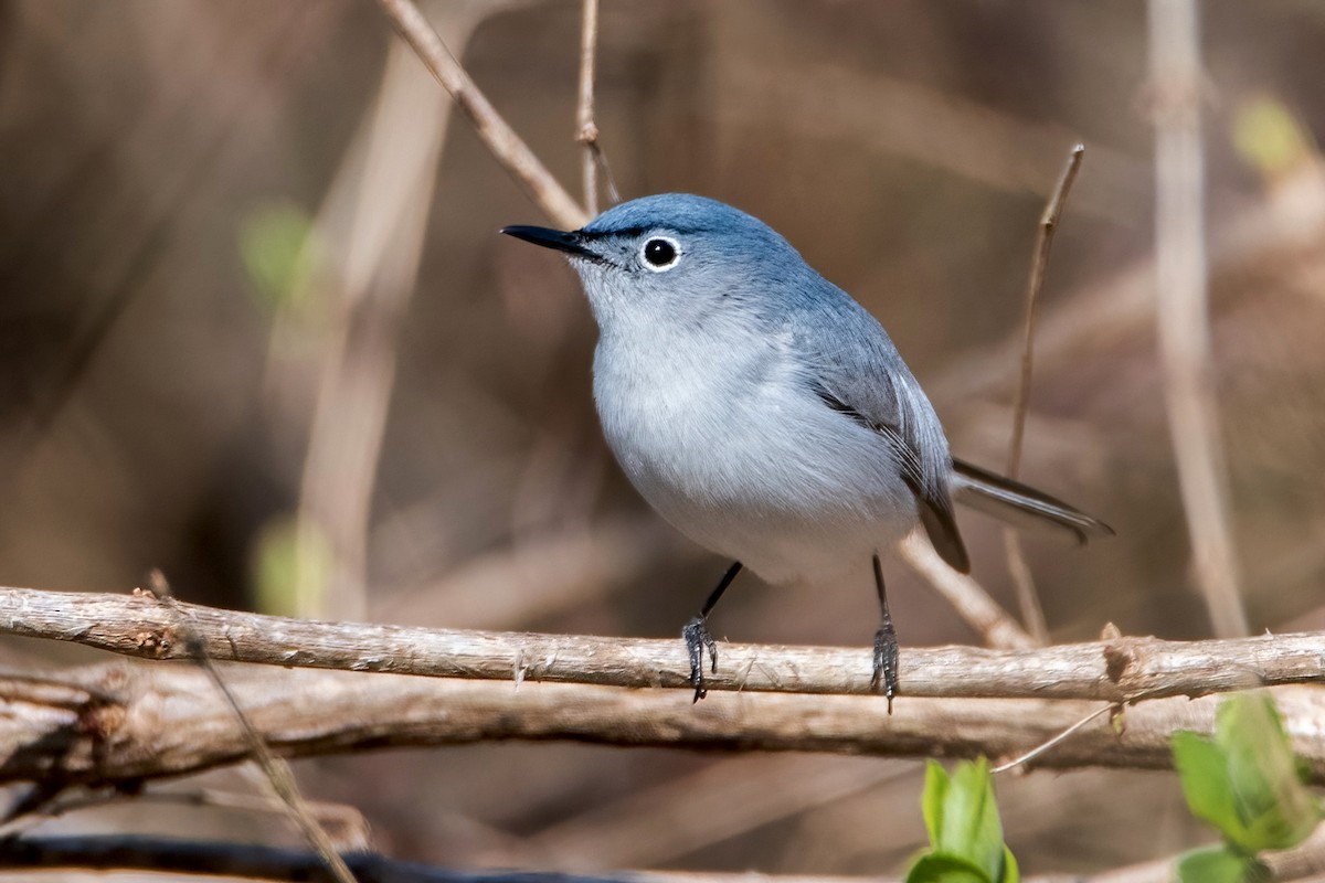 Blue-gray Gnatcatcher - Sue Barth
