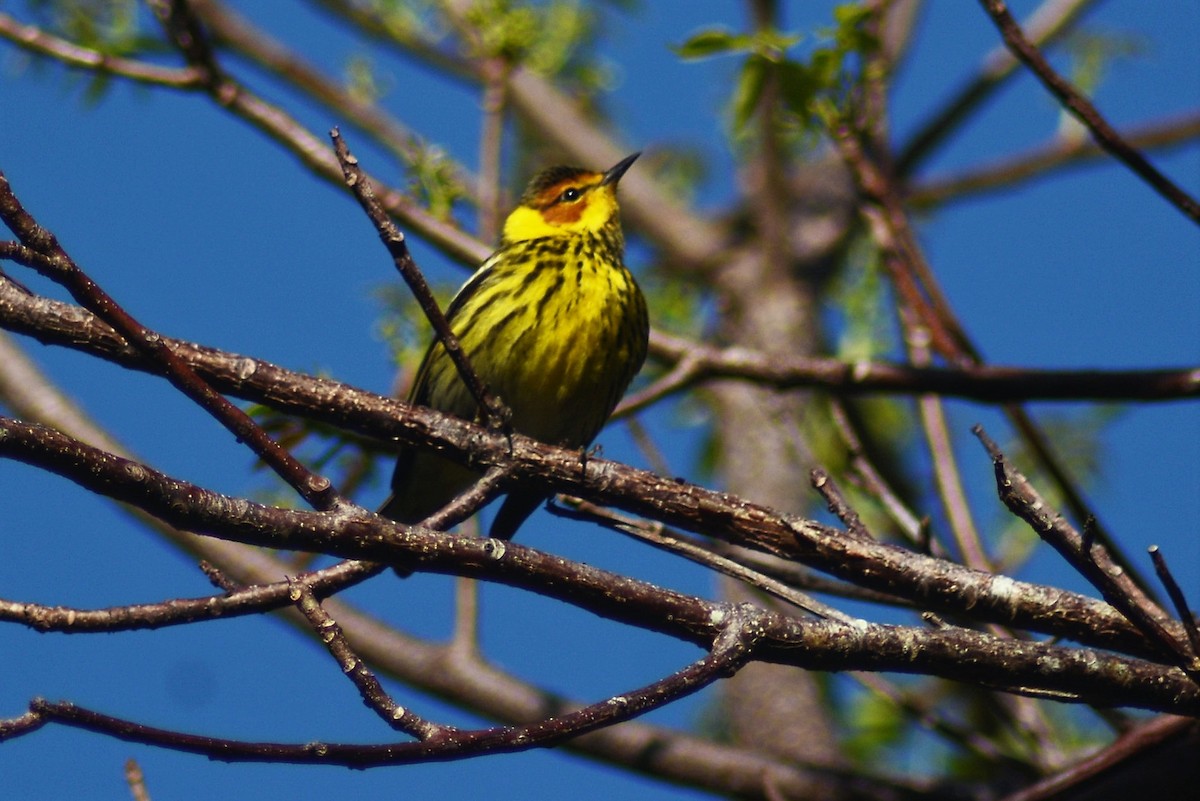 Cape May Warbler - ML55741511