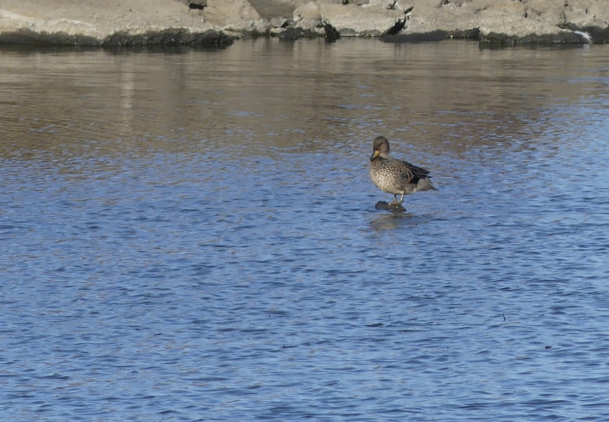 Yellow-billed Teal - ML557415201