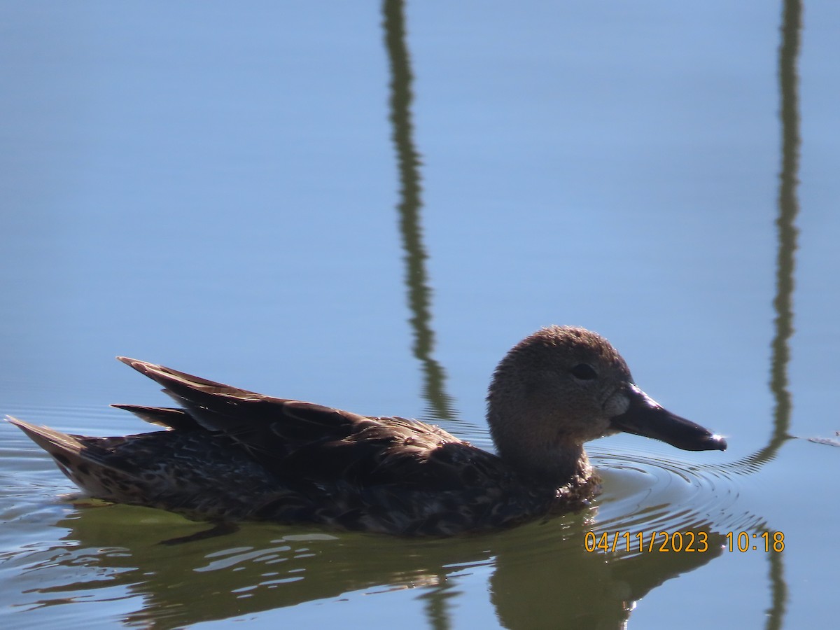 Blue-winged Teal - ML557415341