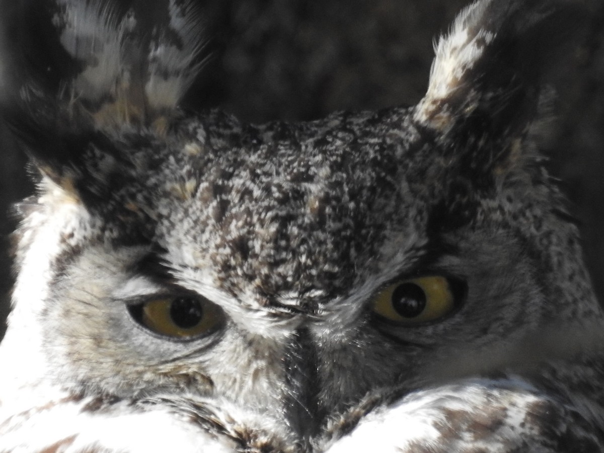 Great Horned Owl - ML557415801