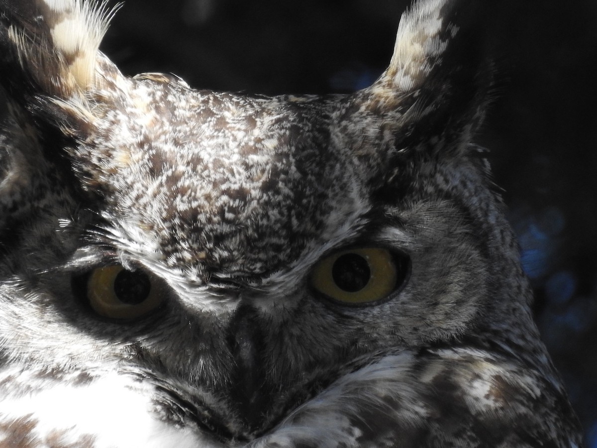 Great Horned Owl - ML557415811
