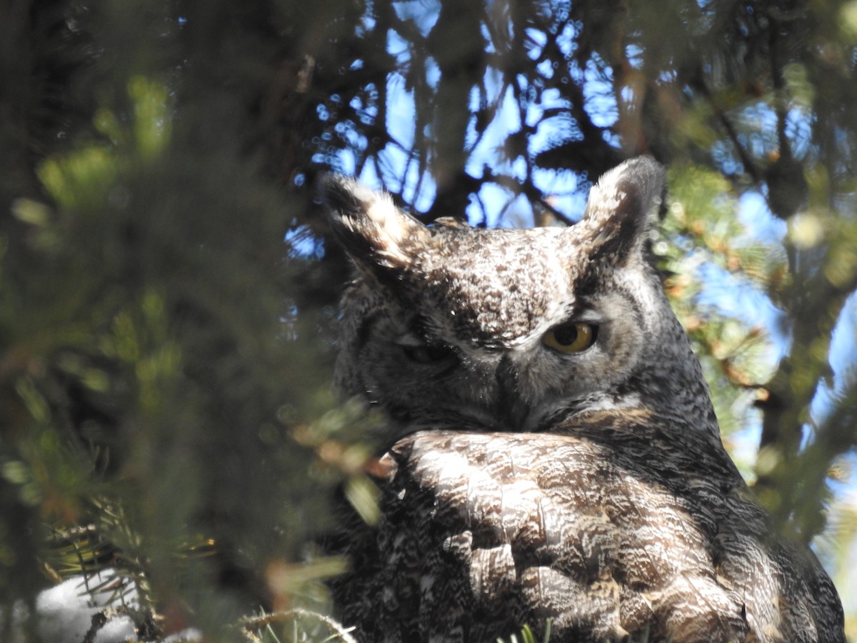 Great Horned Owl - ML557415831