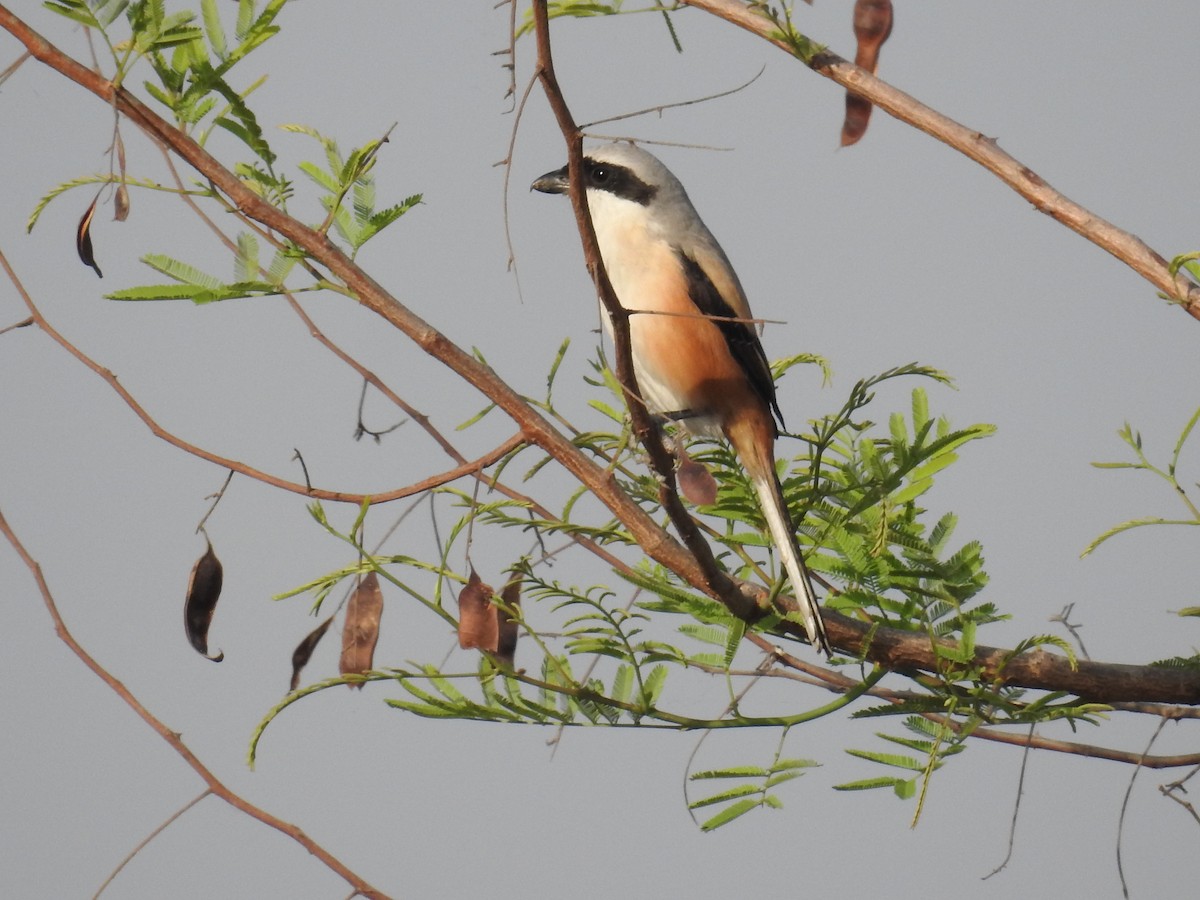 Long-tailed Shrike - ML55741621