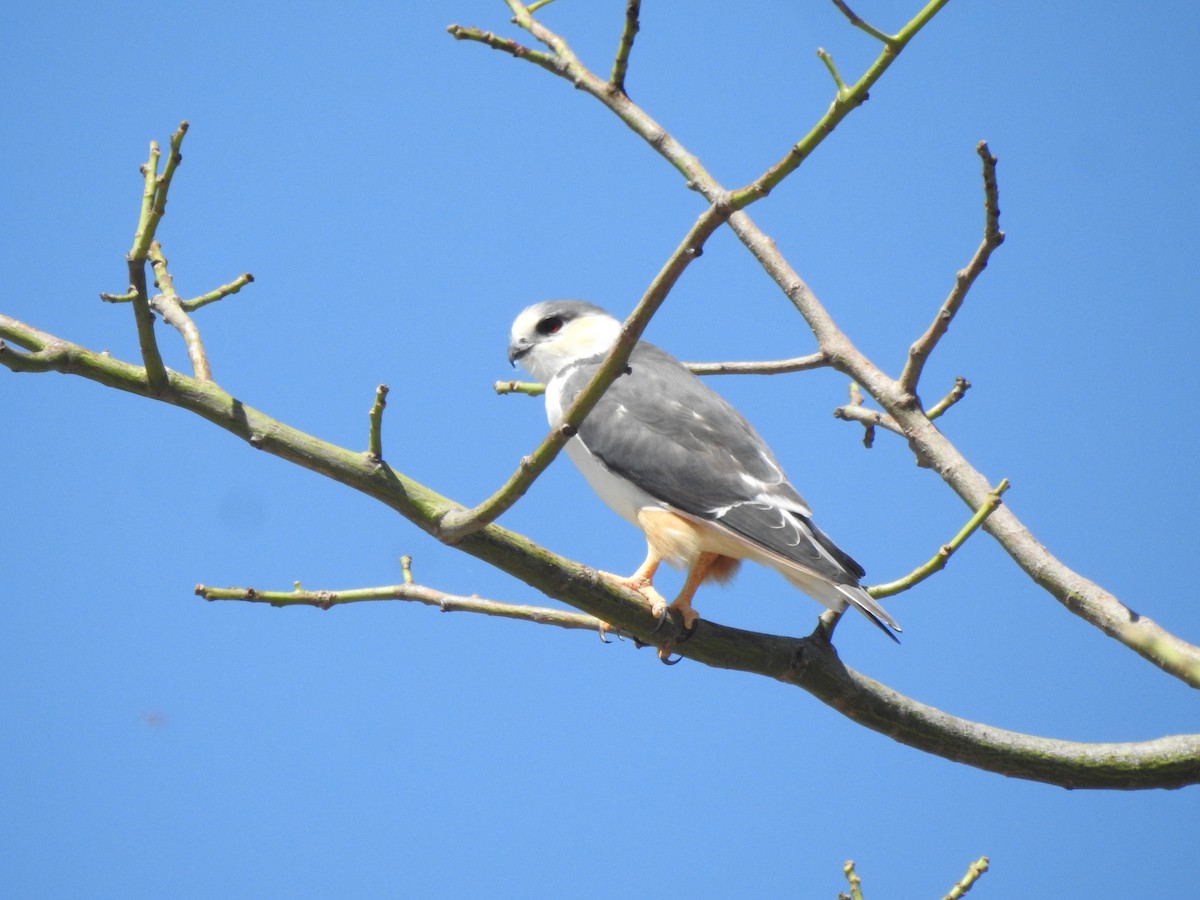 Pearl Kite - ML557416241