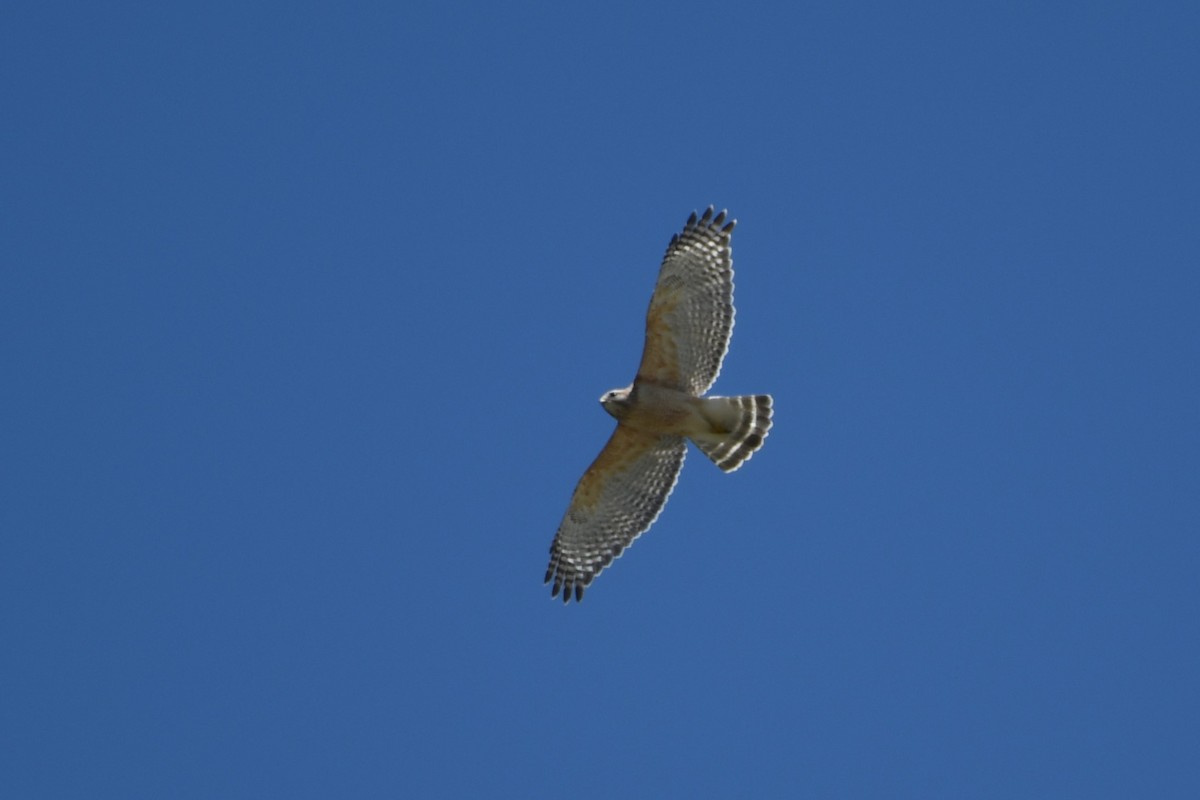 Red-shouldered Hawk - Davette Saeler