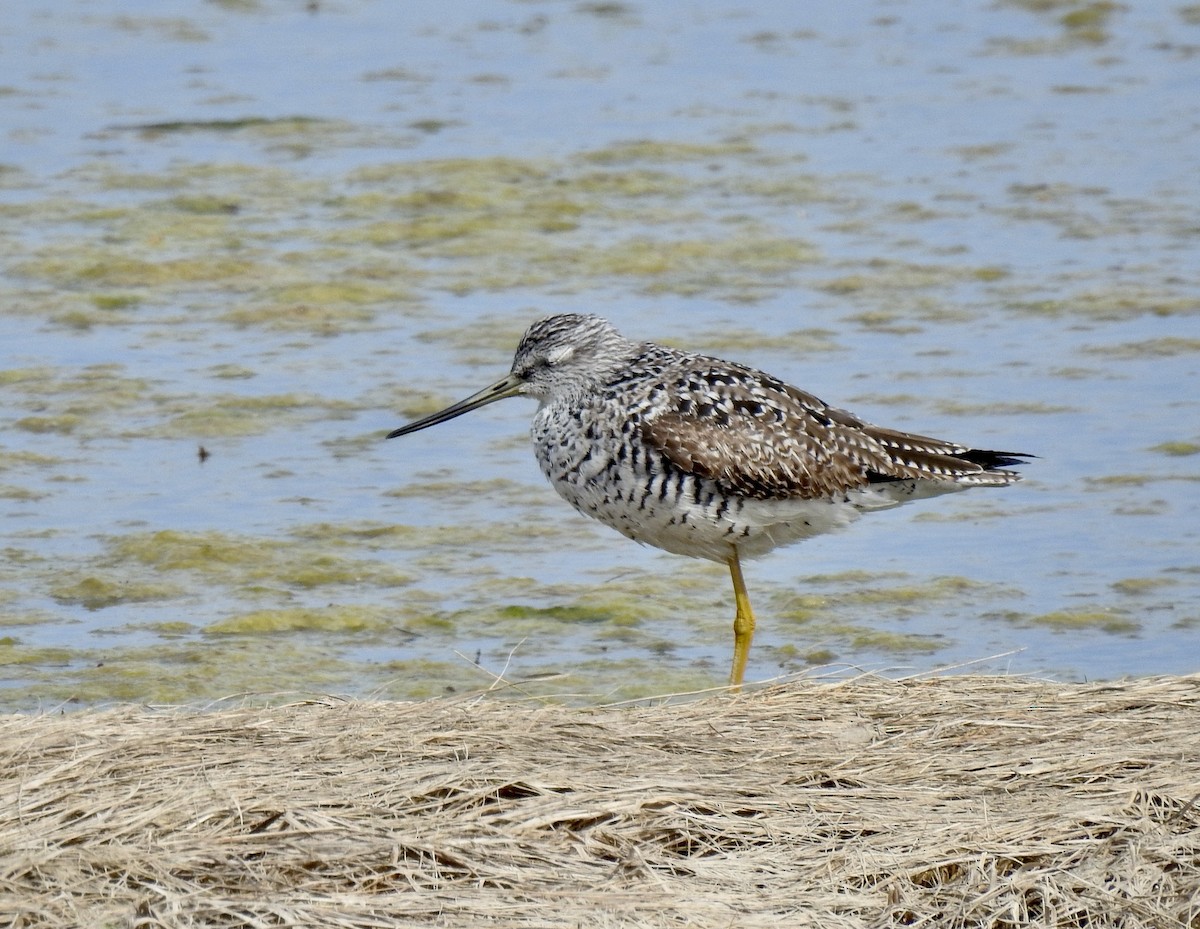 Greater Yellowlegs - Craig Jackson