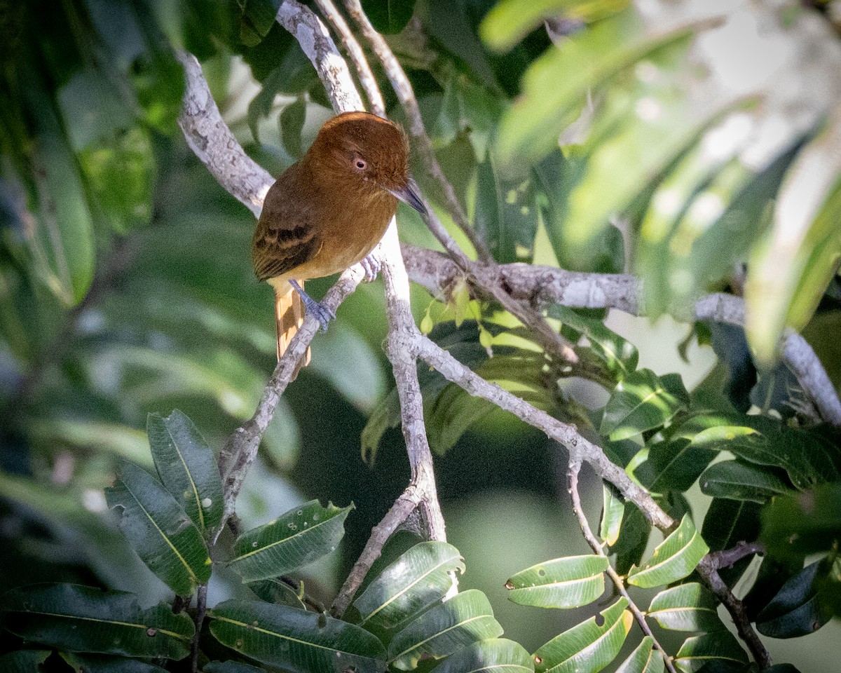 Bright-rumped Attila (Southern) - ML557419571