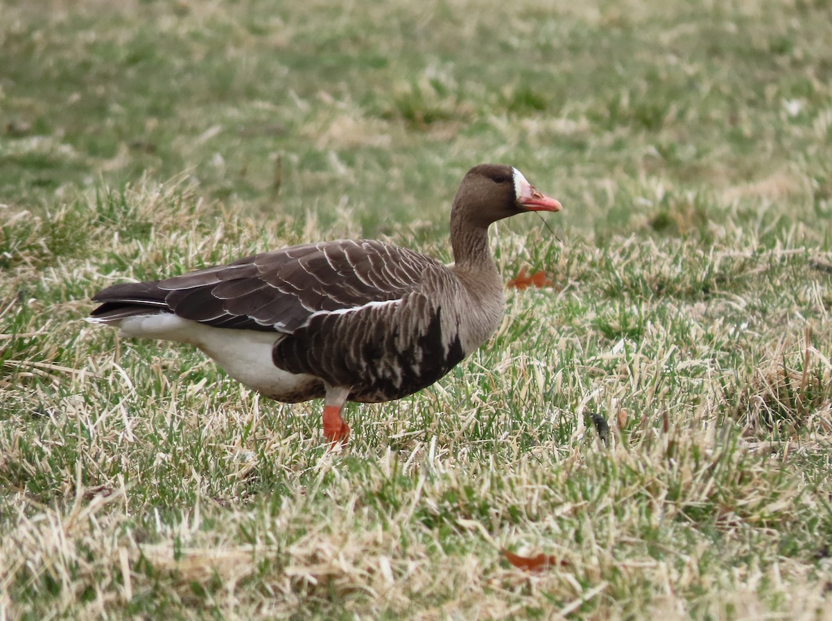 Greater White-fronted Goose - Pam Laing