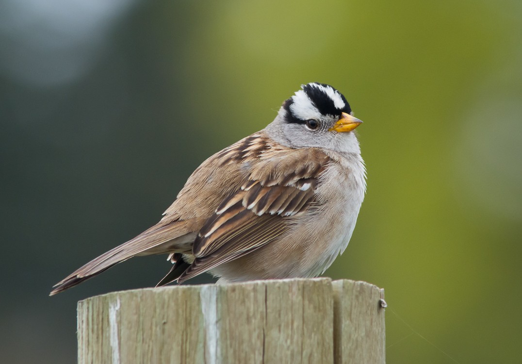 Dachsammer - ML55741971