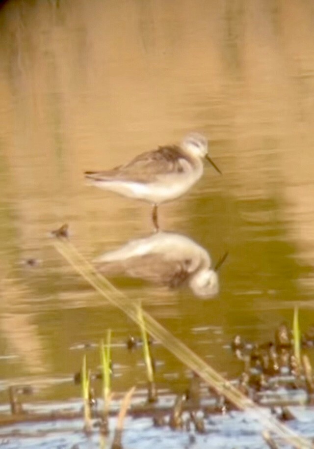 Wilson's Phalarope - ML557420551