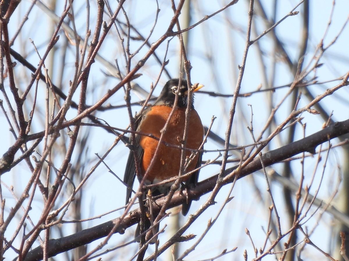 American Robin - ML557420601