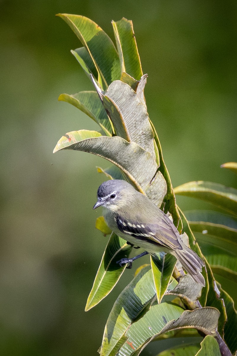 White-lored Tyrannulet - Susan Brickner-Wren