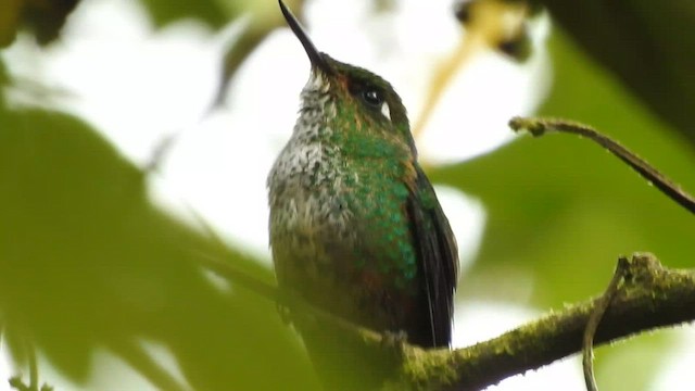kolibřík ostrozobý - ML557420691