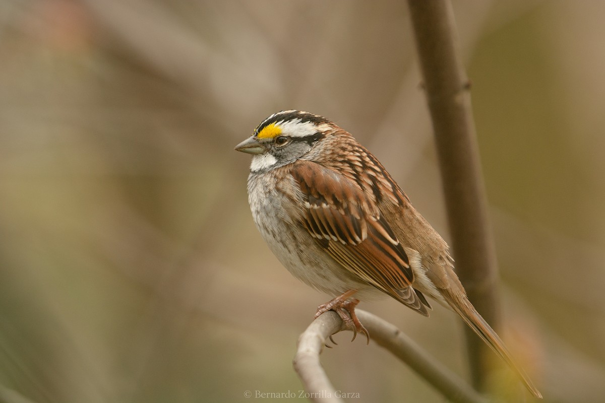 White-throated Sparrow - Bernardo Zorrilla Garza