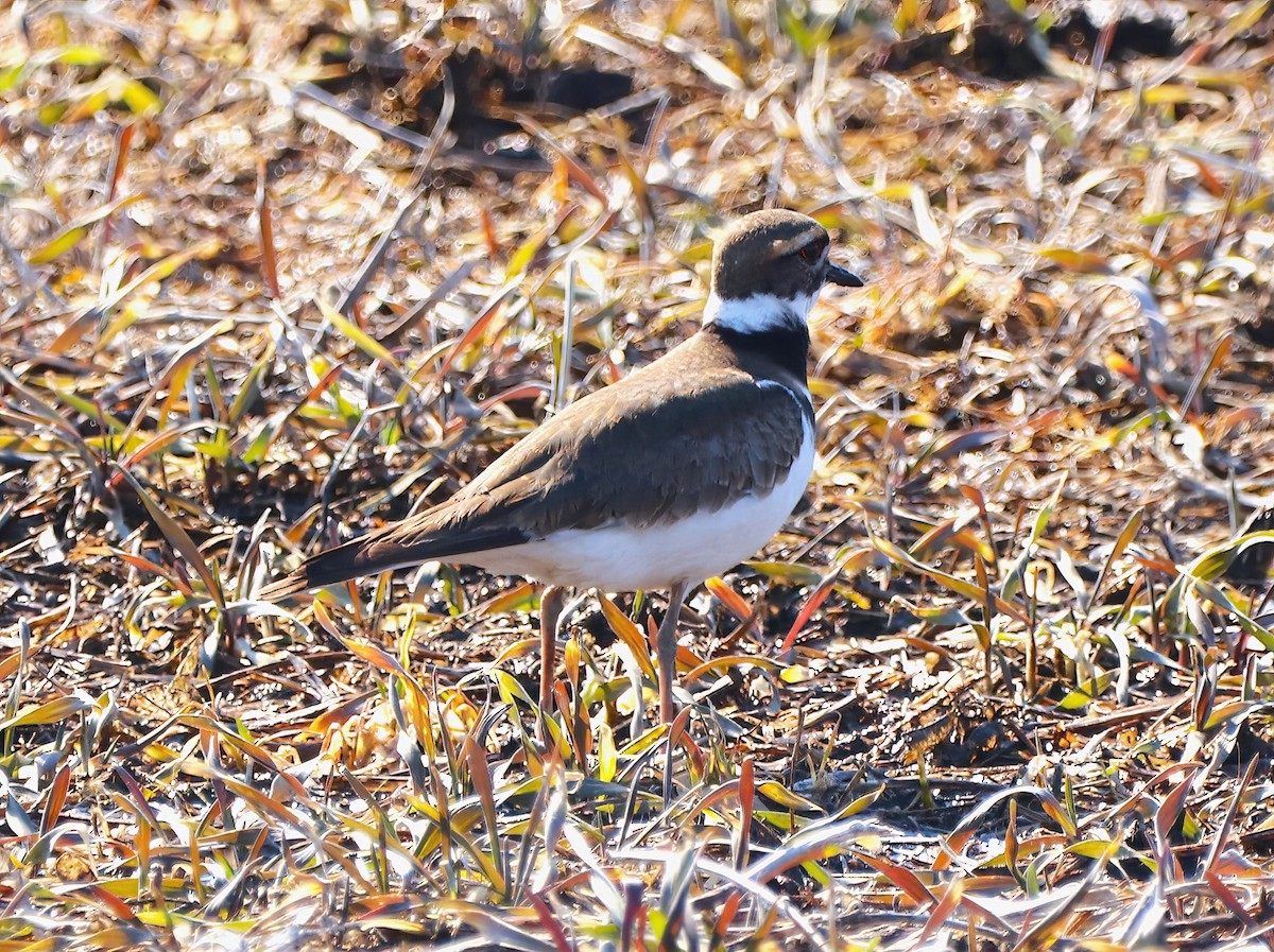 Killdeer - Eric Patry