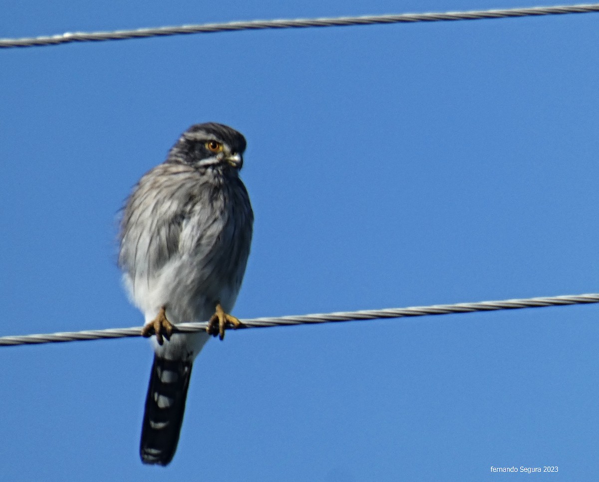 Spot-winged Falconet - fernando segura