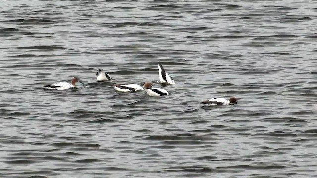 Red-necked Avocet - ML557428801