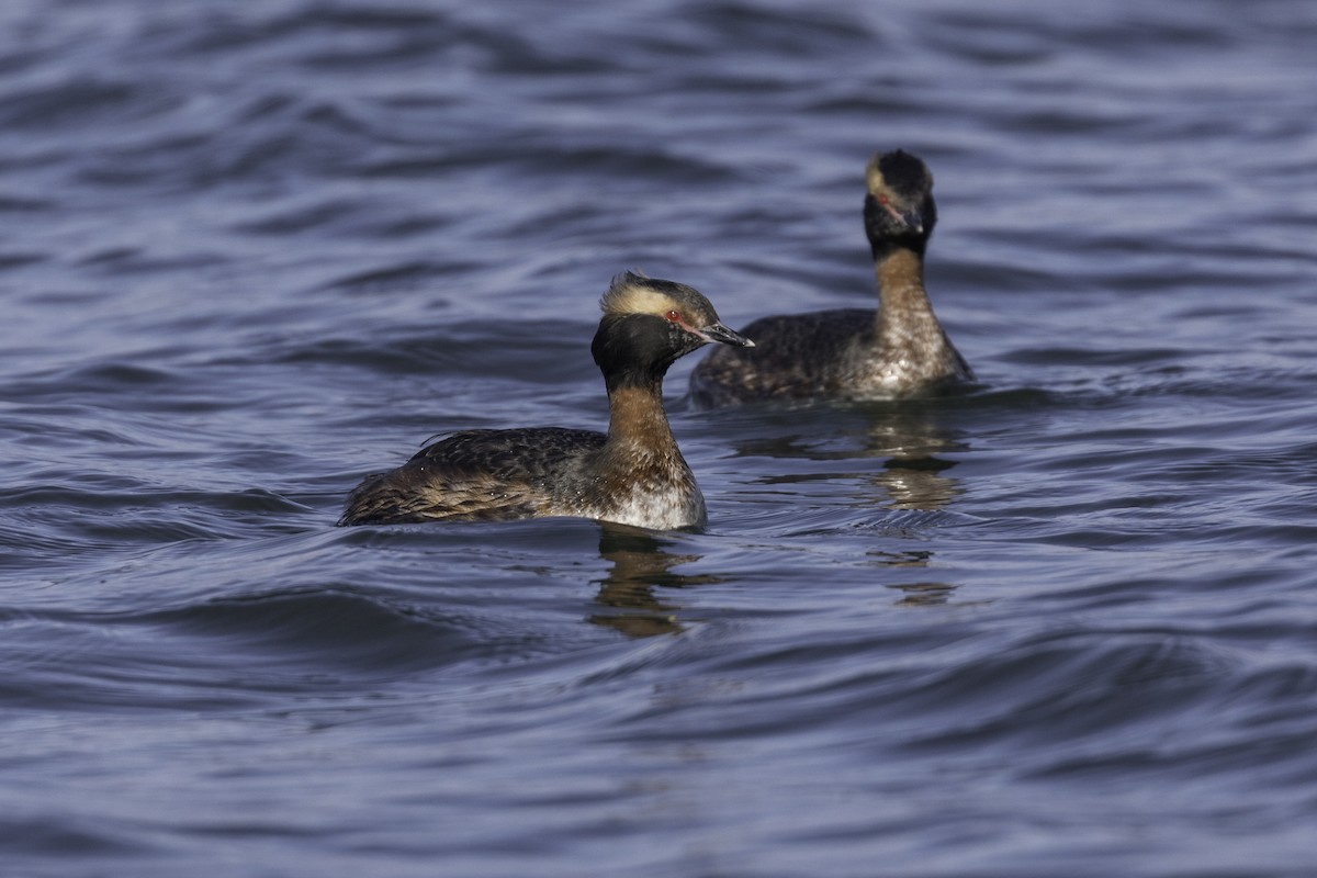 Horned Grebe - Anthony Gliozzo