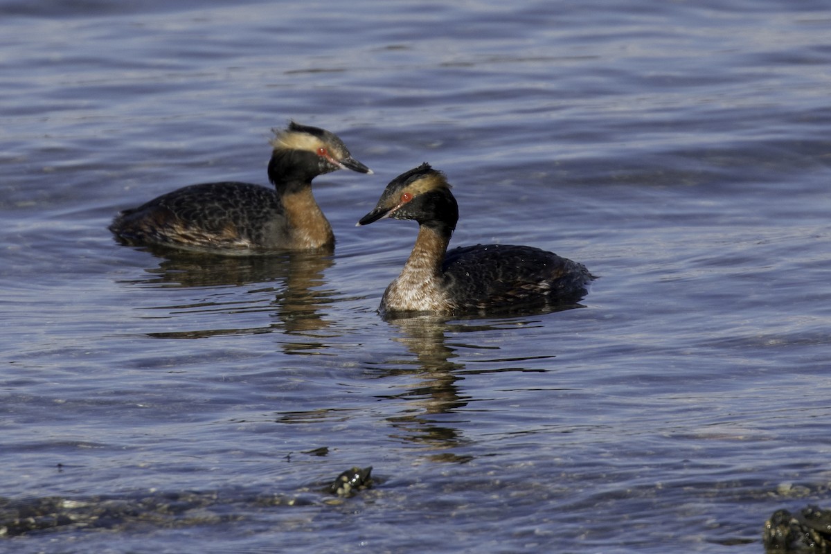 Horned Grebe - Anthony Gliozzo