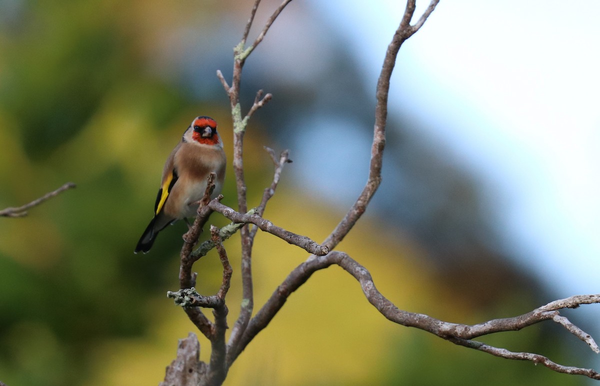 European Goldfinch - ML557428941