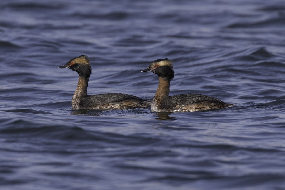 Horned Grebe - Anthony Gliozzo