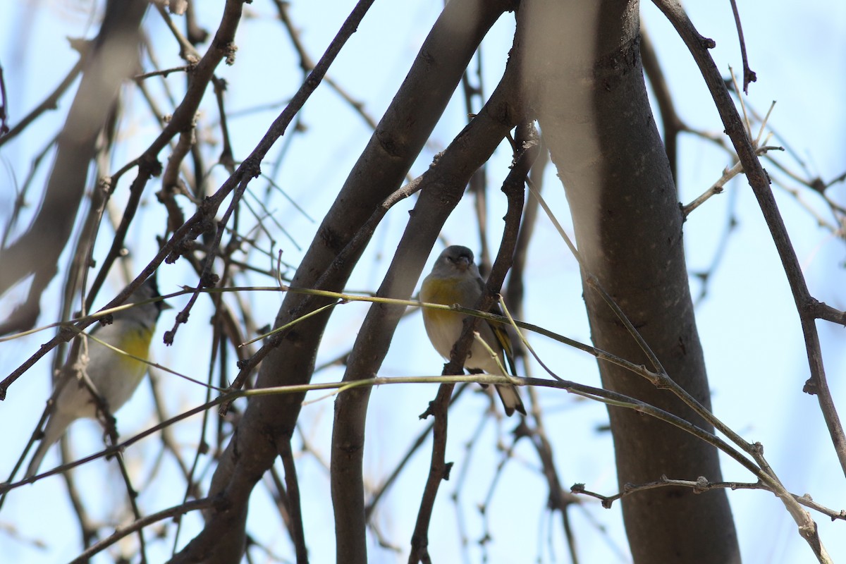 Lawrence's Goldfinch - ML557429461