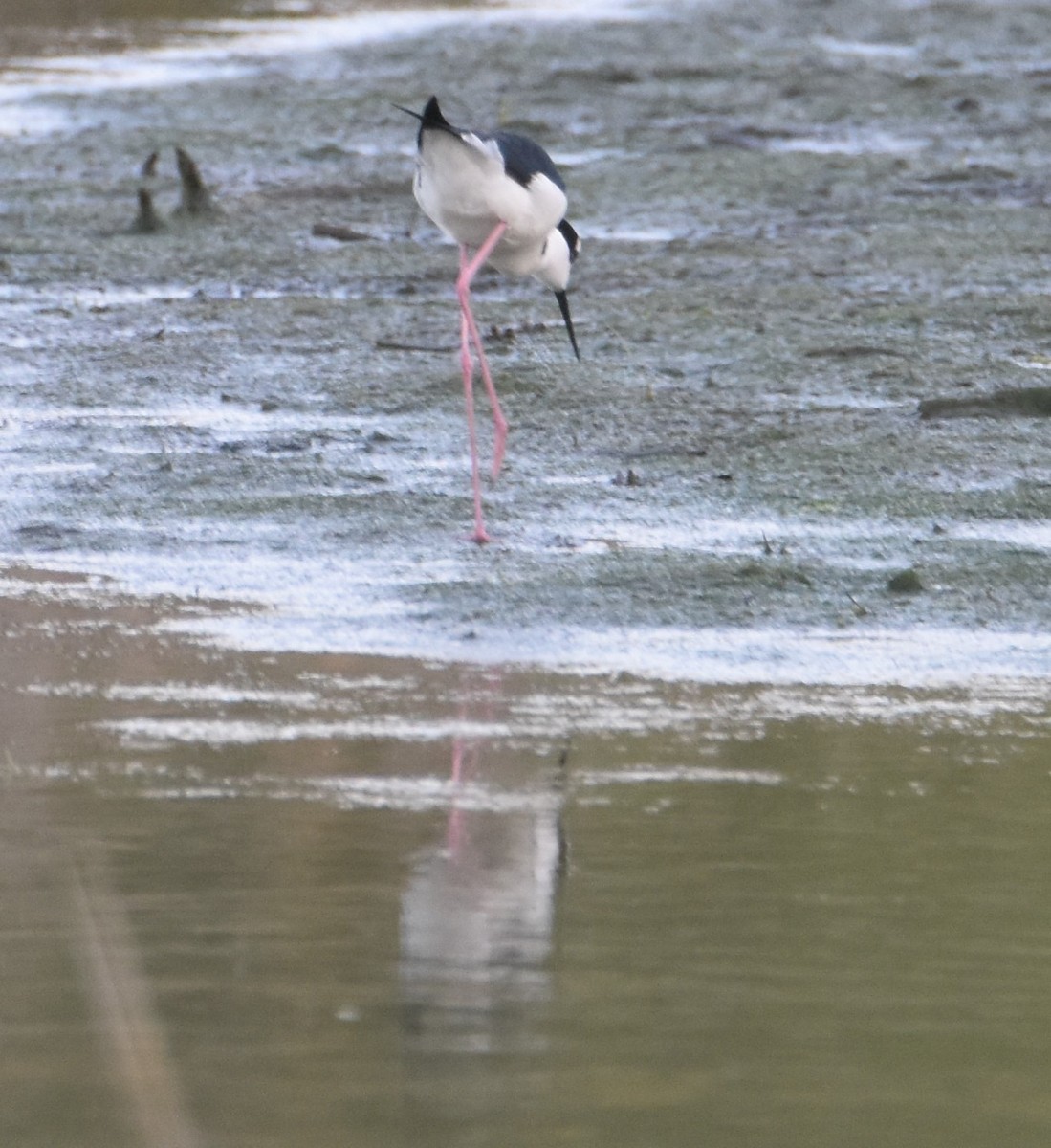 Black-necked Stilt - ML557429681