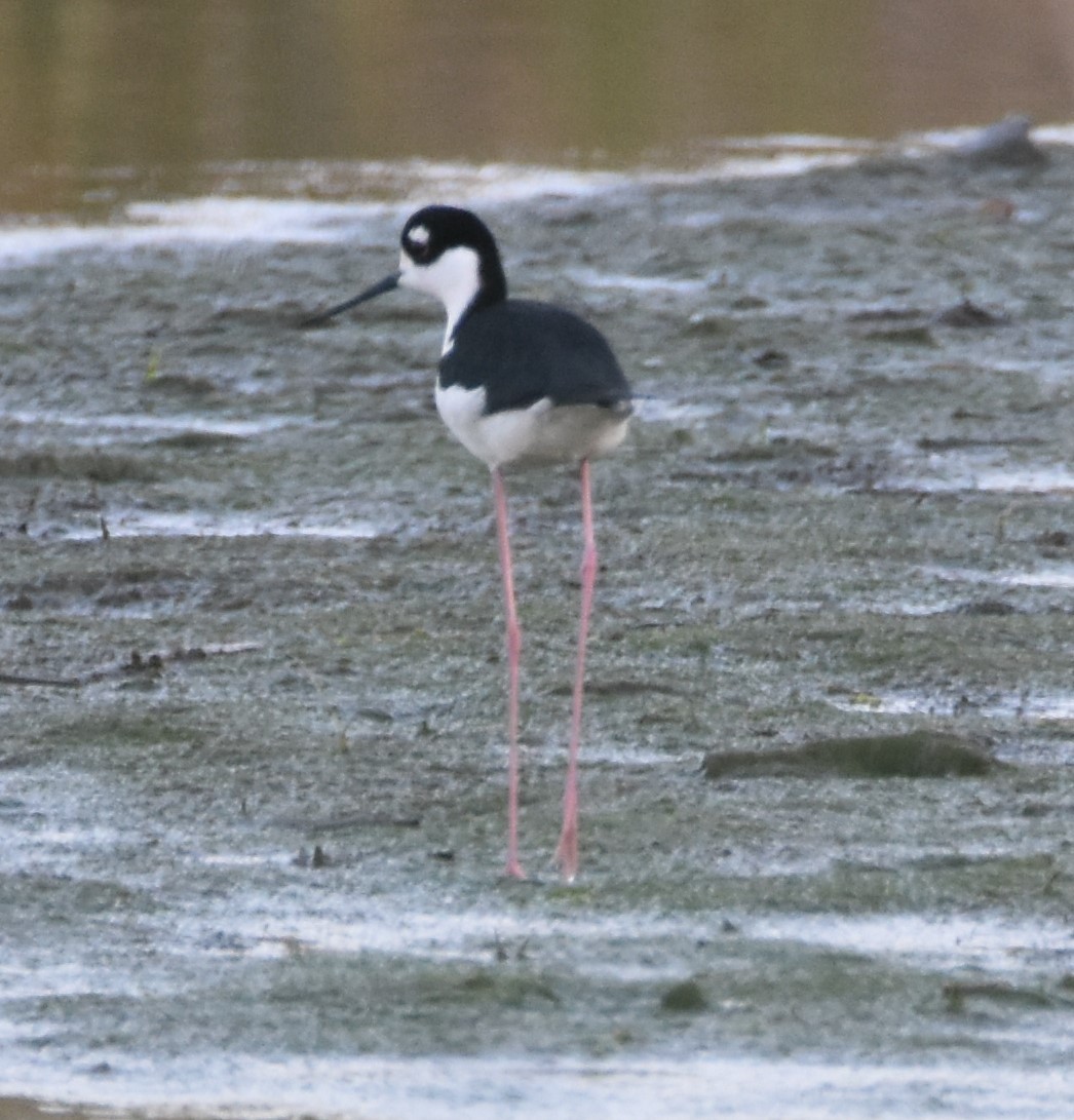 Black-necked Stilt - ML557429711