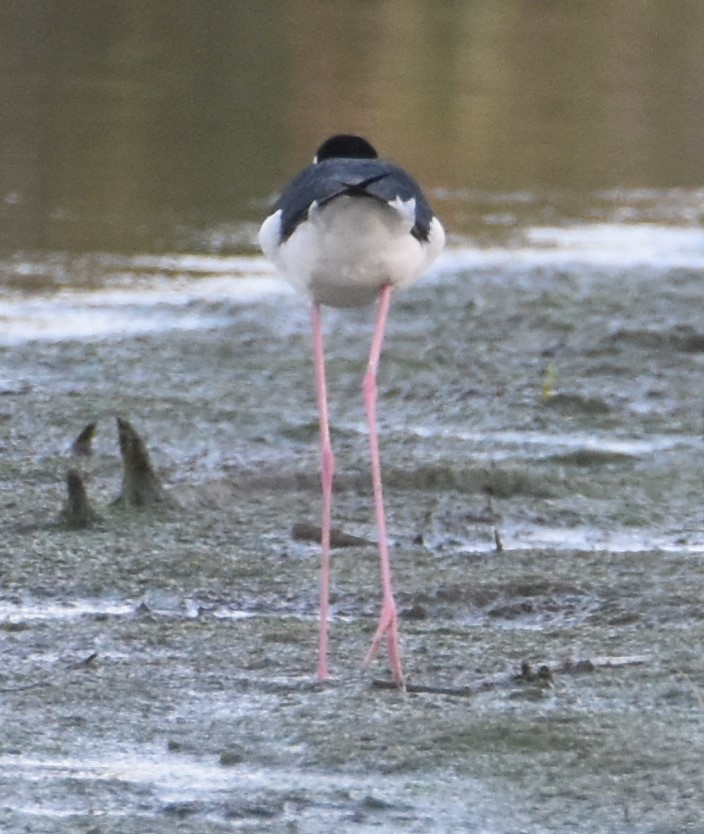 Black-necked Stilt - ML557429731