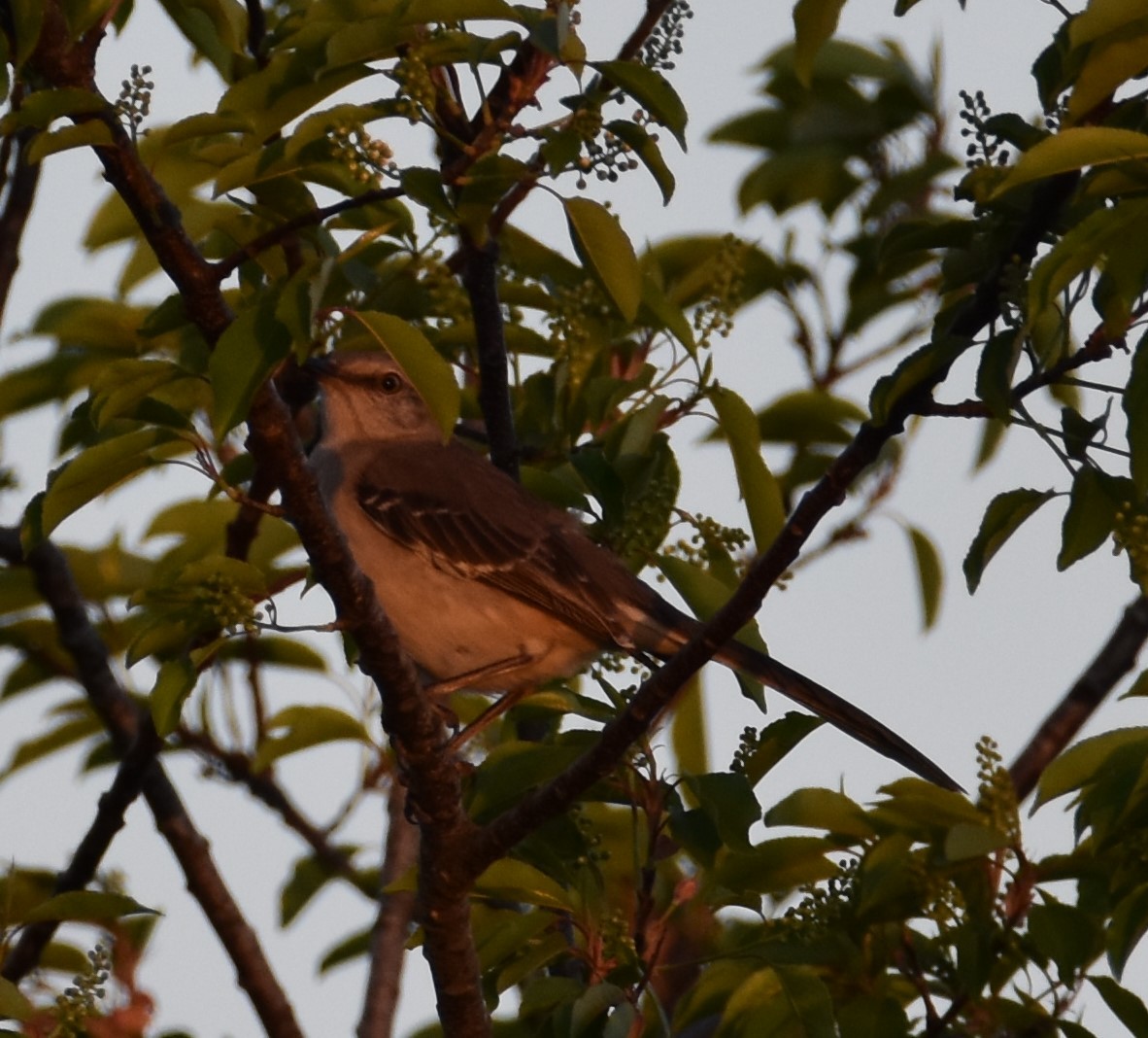 Northern Mockingbird - ML557429831