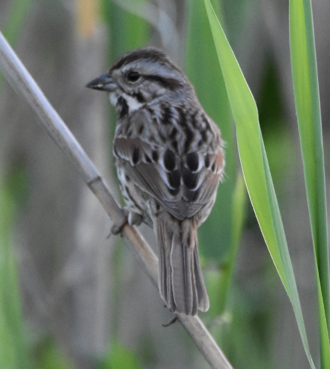 Song Sparrow - ML557429911