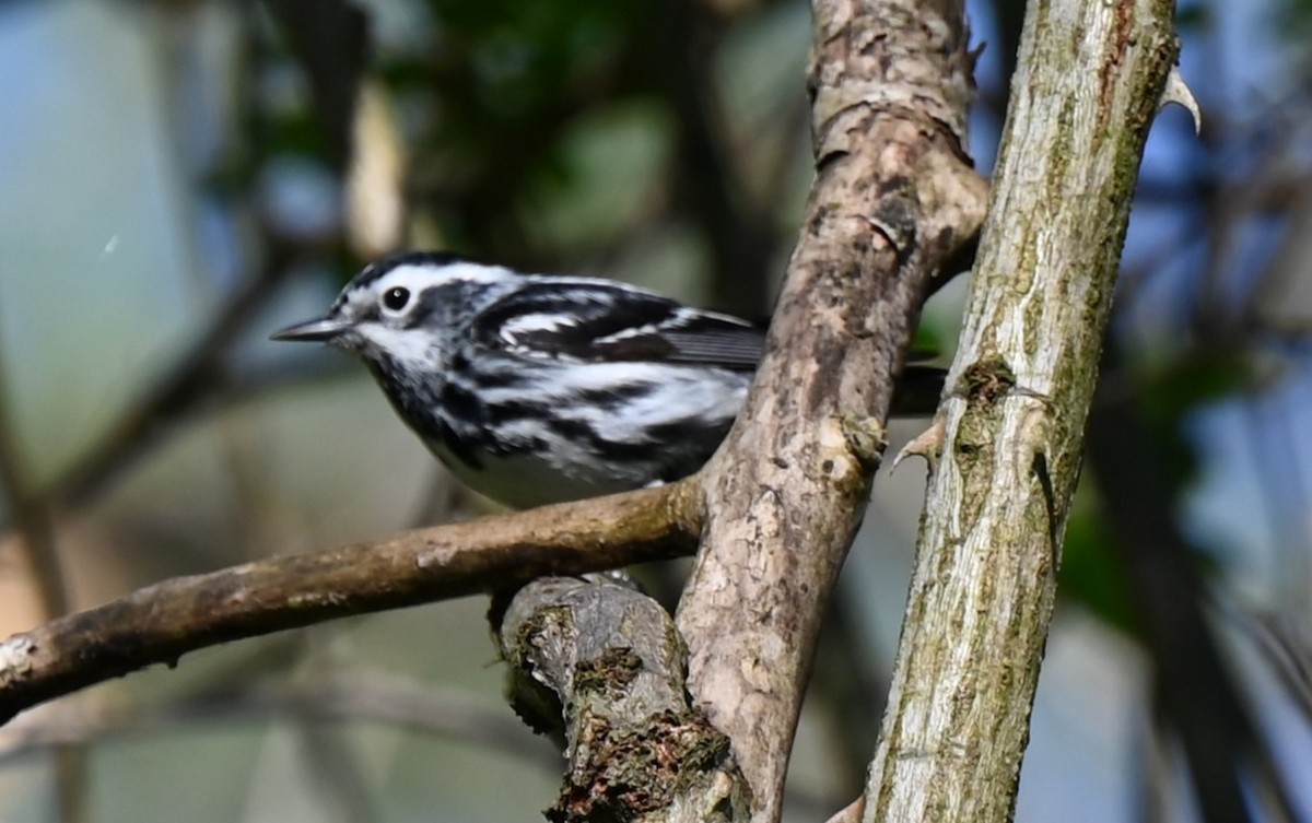 Black-and-white Warbler - ML557429931