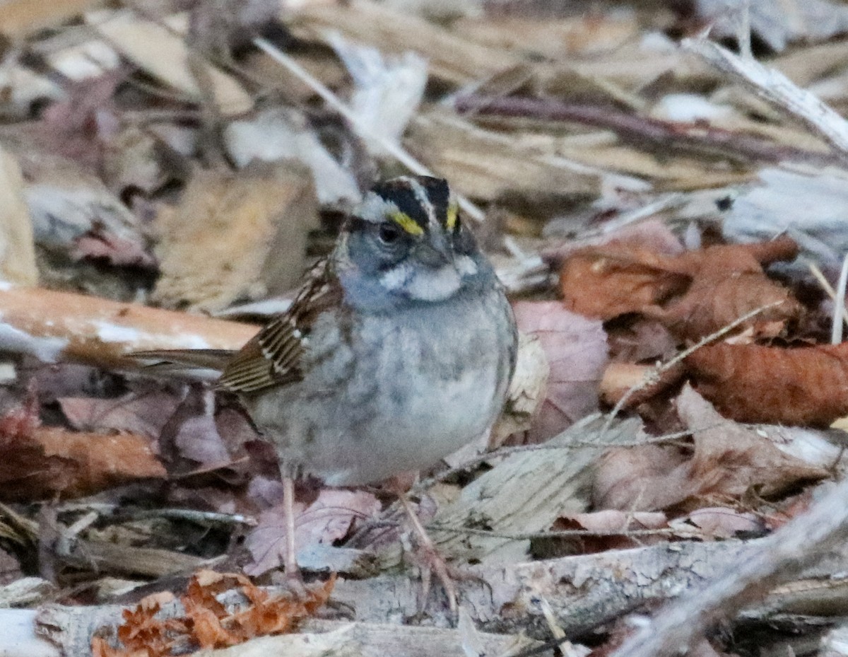 White-throated Sparrow - ML557430191
