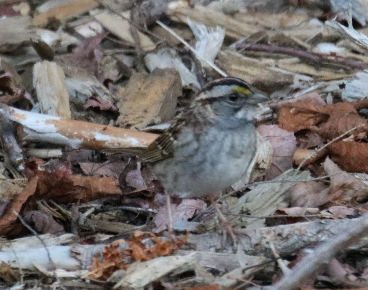 White-throated Sparrow - ML557430201