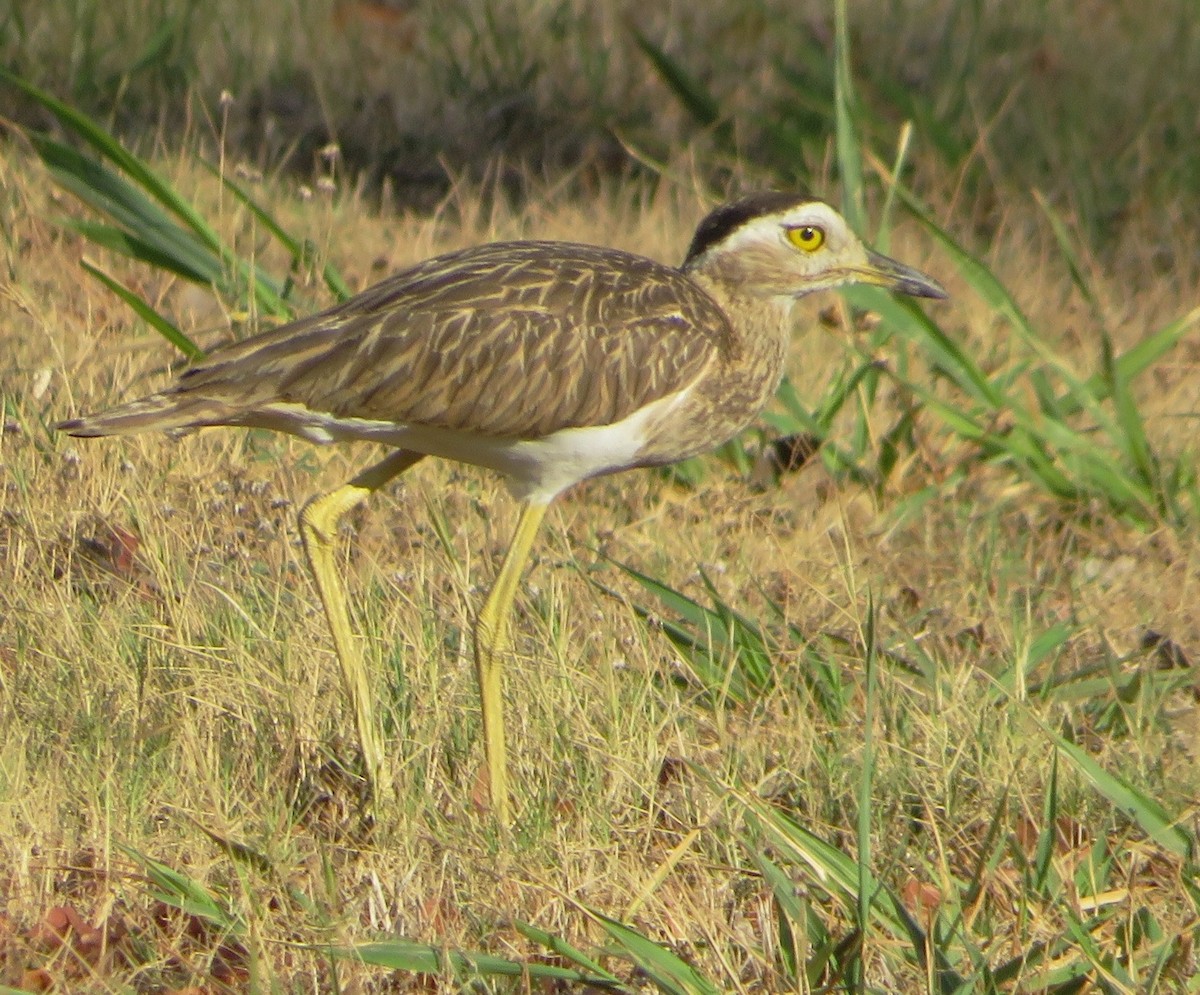 Double-striped Thick-knee - ML557431341